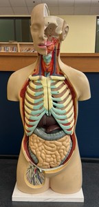 human anatomy torso model  (r202)