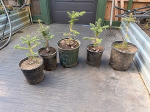 Lot of 5 Frazier Fir 16”-20” Tree’s