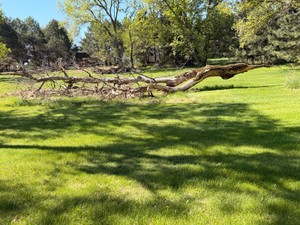 XXL Fire Wood (2)