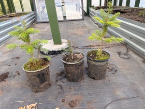 3 potted Friaser Fir Trees