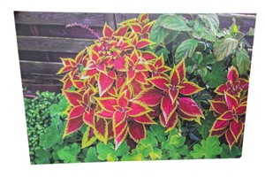 Large Floral Garden Canvas Wall Art Print, Approx. 47 x 32 In