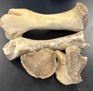 fossils