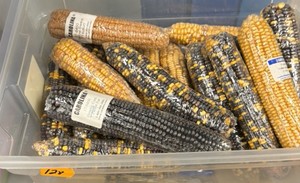 Mono hybrid genetics with corn kit, chromosomes and shells