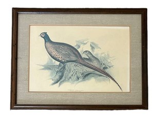 LR - Vintage Edward Lear Common Pheasant Framed Print