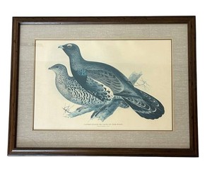 LR - Capercaillie or Cock of the Wood Framed Print