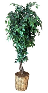 DR - 8 Ft Ficus Tree in Woven Basket Planter