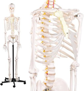 72.83-Inch Life-Size Human Skeleton Model with Detachable Skull & Movable ArmsLegs