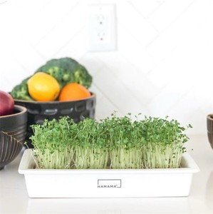 2 Pack HAMAMA Microgreens Growing Kit - Sprouts Growing Kit, Sprouting Kit