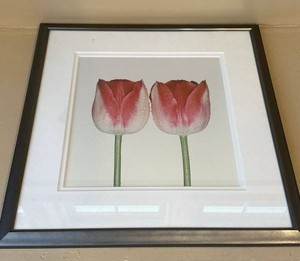 Imagea Under Glass Framed Pink Tulip Floral Wall Art Print 24x22