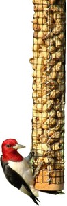 Backyard Birds Unlimited Cedar Whole in-Shell Peanut Outdoor Hanging Wild Bird Feeder Made in the USA-Small 21 Inch