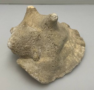 Antique Partially Fossilized Sea Shell Large Conch Seashell 7