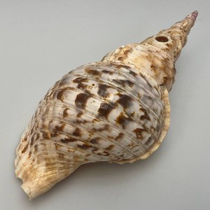 Large Caronia Tritons Trumpet Horn Seashell 12 With Hole
