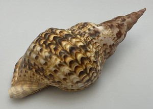 Large Caronia Tritons Trumpet Horn Seashell 10 34 With Hole