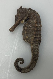 Vintage  Seahorse Skeleton 3 14