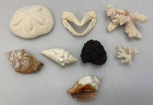 Misc. Coral, Seashells, Shark Jaw, Sand Dollar And More