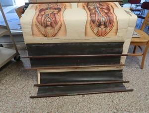 ANTIQUE ANATOMY PULL DOWN SCREENS (4)