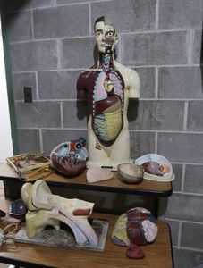 NYSTROM ANATOMY MODEL