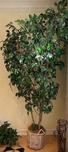 Large Artificial Ficus tree