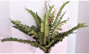 $122 Boston Fern Silk Arrangements Artificial Flowers