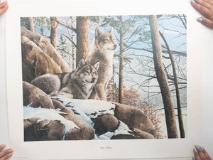 Pine Ridge Wolf Print by Kevin T Daniel