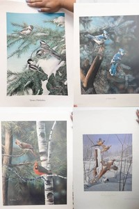Kevin T. Daniel Wildlife Bird Art Posters (Lot of 4)
