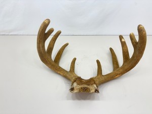Authentic 22.5 Wide Velvet Buck Antlers