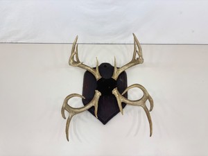 2 in 1 Authentic MOUNTED 23 Tall Buck Antlers