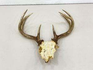 Authentic 16.5 W Deer Antlers and Skull