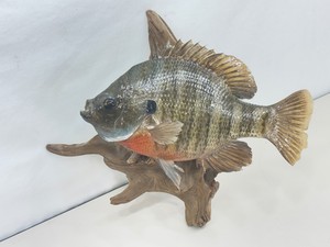 Authentic Taxadermized Fish Mount