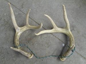 Pair of non-mounted antlers and 5-g...