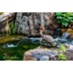 Aquascape Turtle on Log Spitter