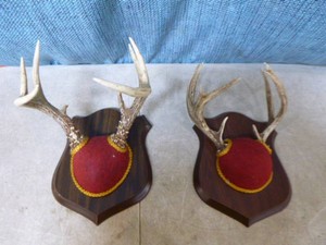 2 Mounted Deer Antlers