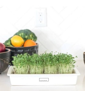 2 wPack HAMAMA Microgreens Growing Kit - Sprouts Growing Kit, Sprouting Kit