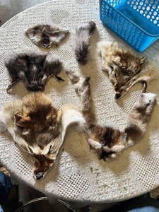 Animal fur pelts and tails