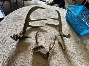 Deer Antlers
