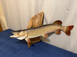 Northern Pike Mounted on a Piece of Drift Wood
