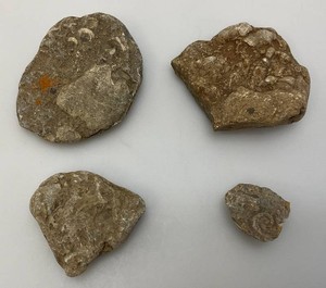 Group Of Misc. Fossil Clumps