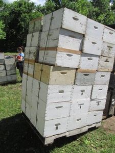 42 Deep Beehive honey Boxes with dr...