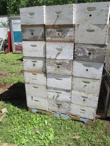 42 Deep Beehive honey Boxes with dr...