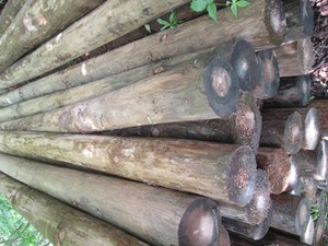 6pcs of round 8 foot green treat po...