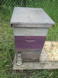 1 Complete 3-Frame Italian Bee Colony Beehive Honey Box...