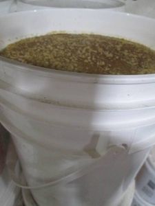 5-Gallon Sealed RAW HONEY In A Food Grade Bucket