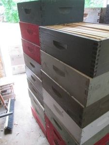 Bulk supply of Shallow Cell Bee Hiv...