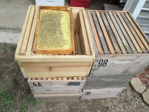 6-Deep Cell Bee Hive Honey Boxes wi...