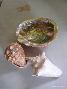 (3) Nice, Large Seashells