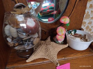 Beautiful Seashells