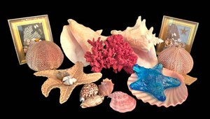 K - Shell Collection Ben Rickert Sea Urchin Pomander Coral & Shell Assortment