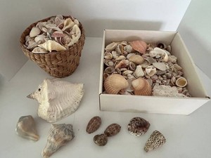 Assorted Sea Shell Collection in Basket & Box