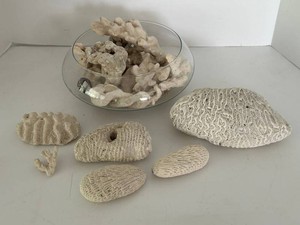 Natural Coral Decor Assortment in Glass Bowl