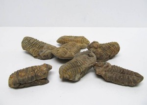 Group of Genuine Trilobite Fossils #1